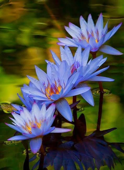 Egyptian Blue lotus flower TEA blue water lily - 25 bags