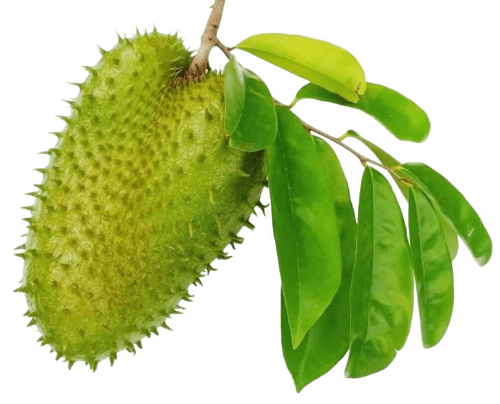 Soursop Leaves TEA