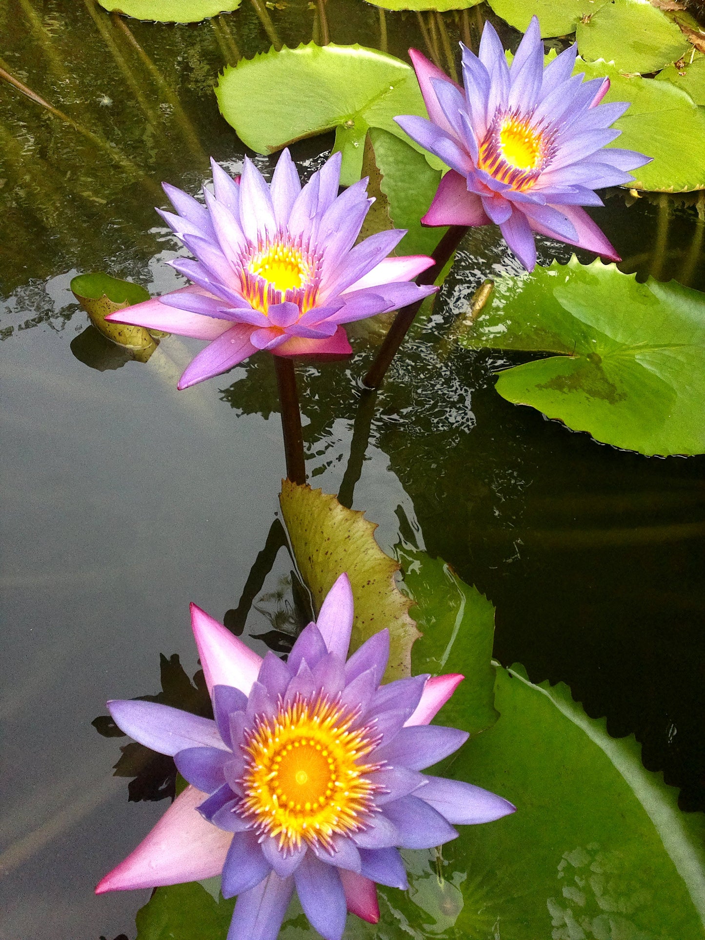 Egyptian Blue lotus  flower TEA blue water lily - 25 bags