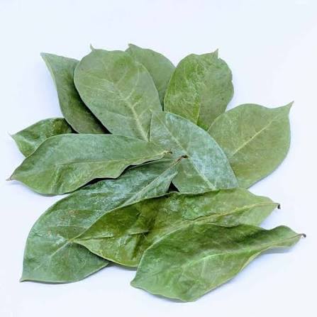 Machine Dehydrated Soursop Leaves - 1.75oz   50g