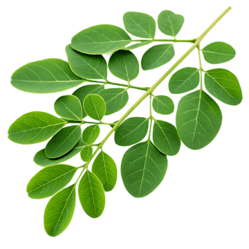 Moringa TEA - LK Natural
