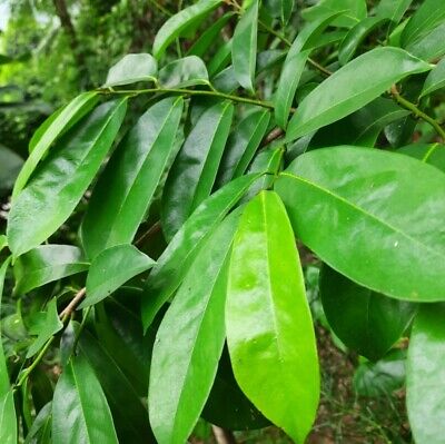 Soursop Leaves TEA  - 100 bags - LK Natural