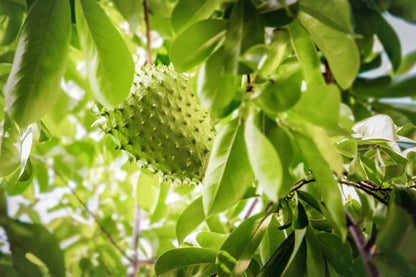Machine Dehydrated Soursop Leaves - 1.75oz   50g